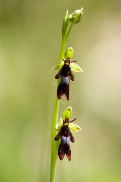 Parco Matildico